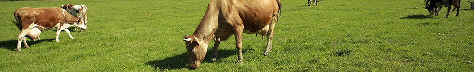 SCDA - Divisions - Cows Grazing Header