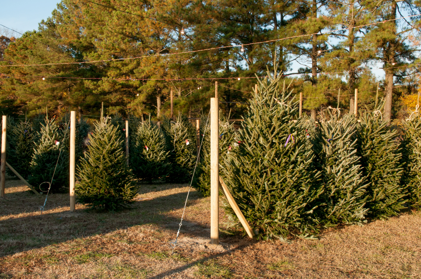 Christmas Trees for Sale at State Farmers Market South Carolina