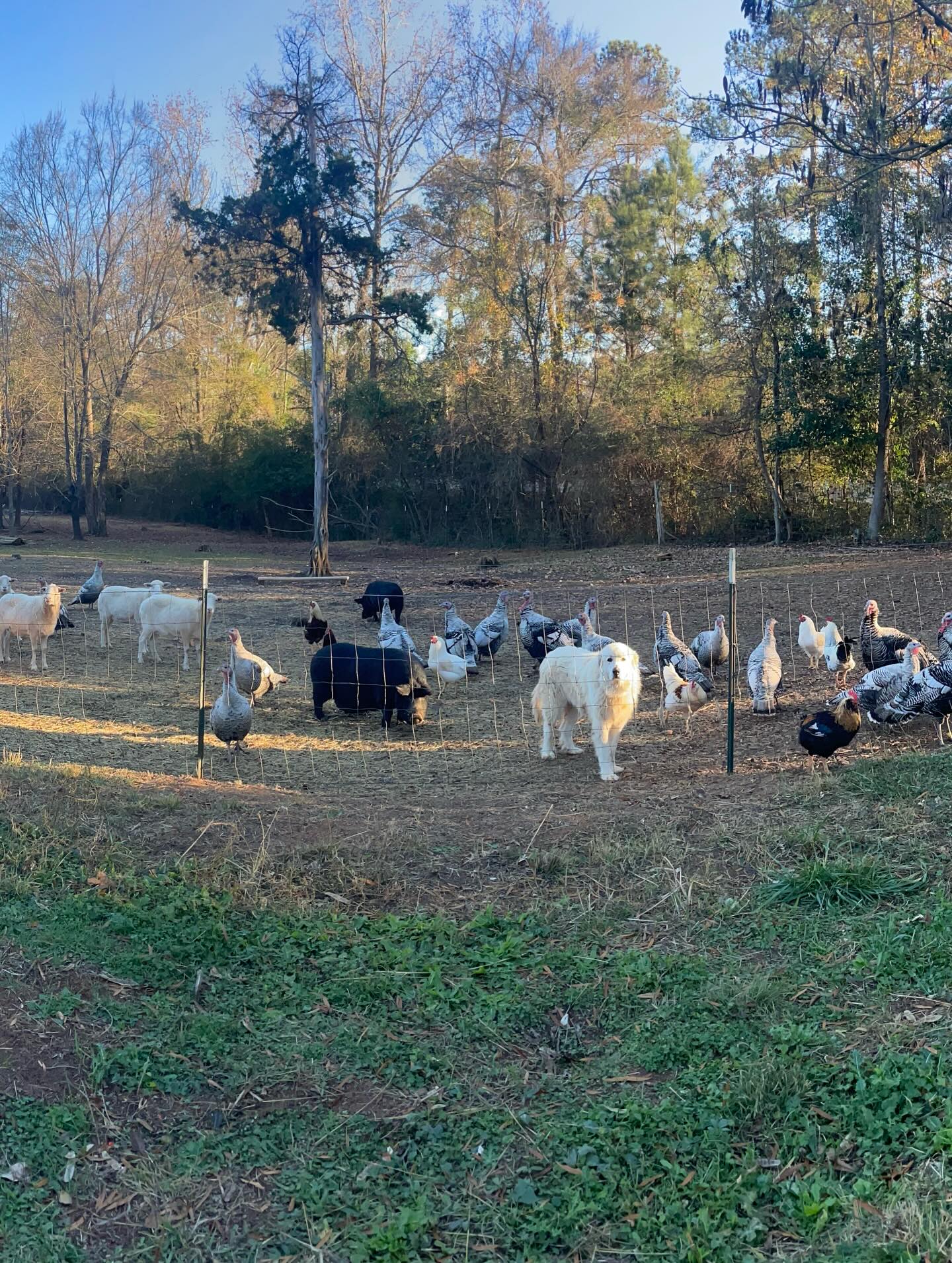 Doko Farm | South Carolina Department of Agriculture
