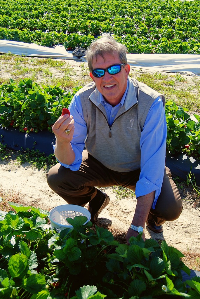 SC Agriculture Commissioner Hugh Weathers picks the first strawberries of the season at James R. Sease Farms in Gilbert.