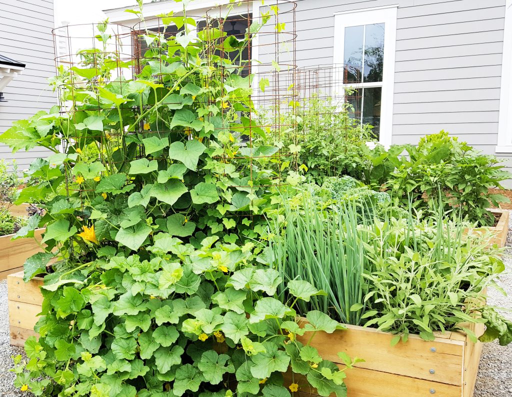 A raised garden bed of cucumbers