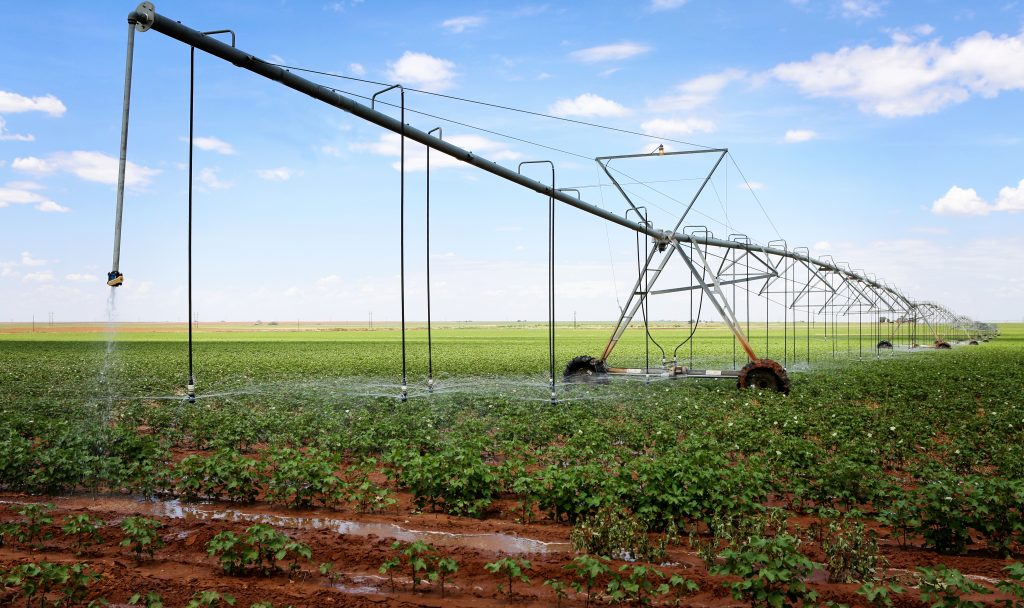 A cotton field irrigated with center pivot automated sprinkler system
