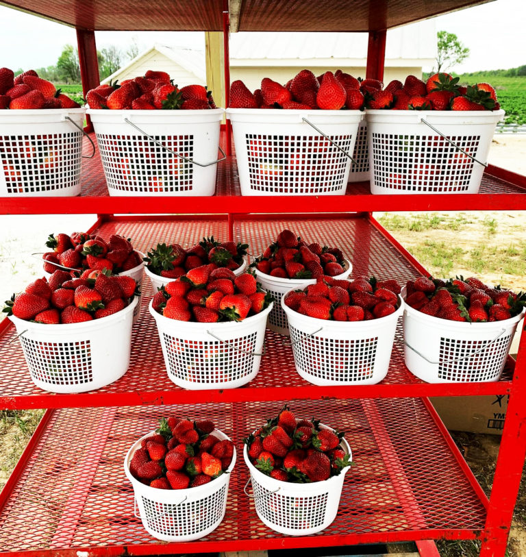 South Carolina’s Strawberry Season Is In Full Swing South Carolina