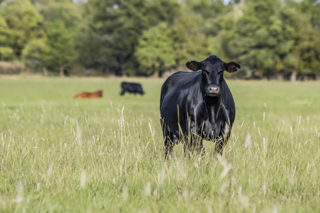 Angus brood cow fat and slick in a summer pasture in the Southern United States with two other cows in the background out of focus.