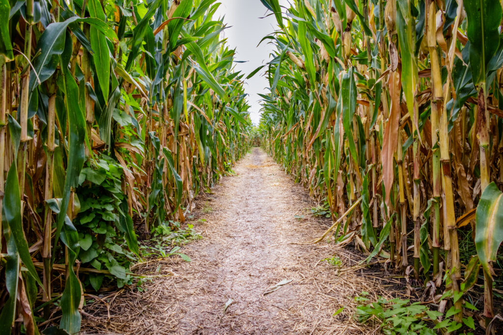 cool corn maze