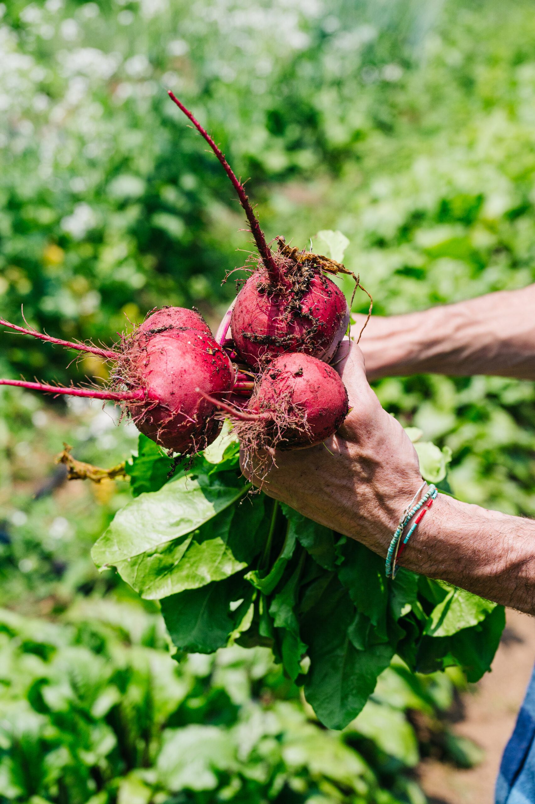 food-safety-south-carolina-department-of-agriculture