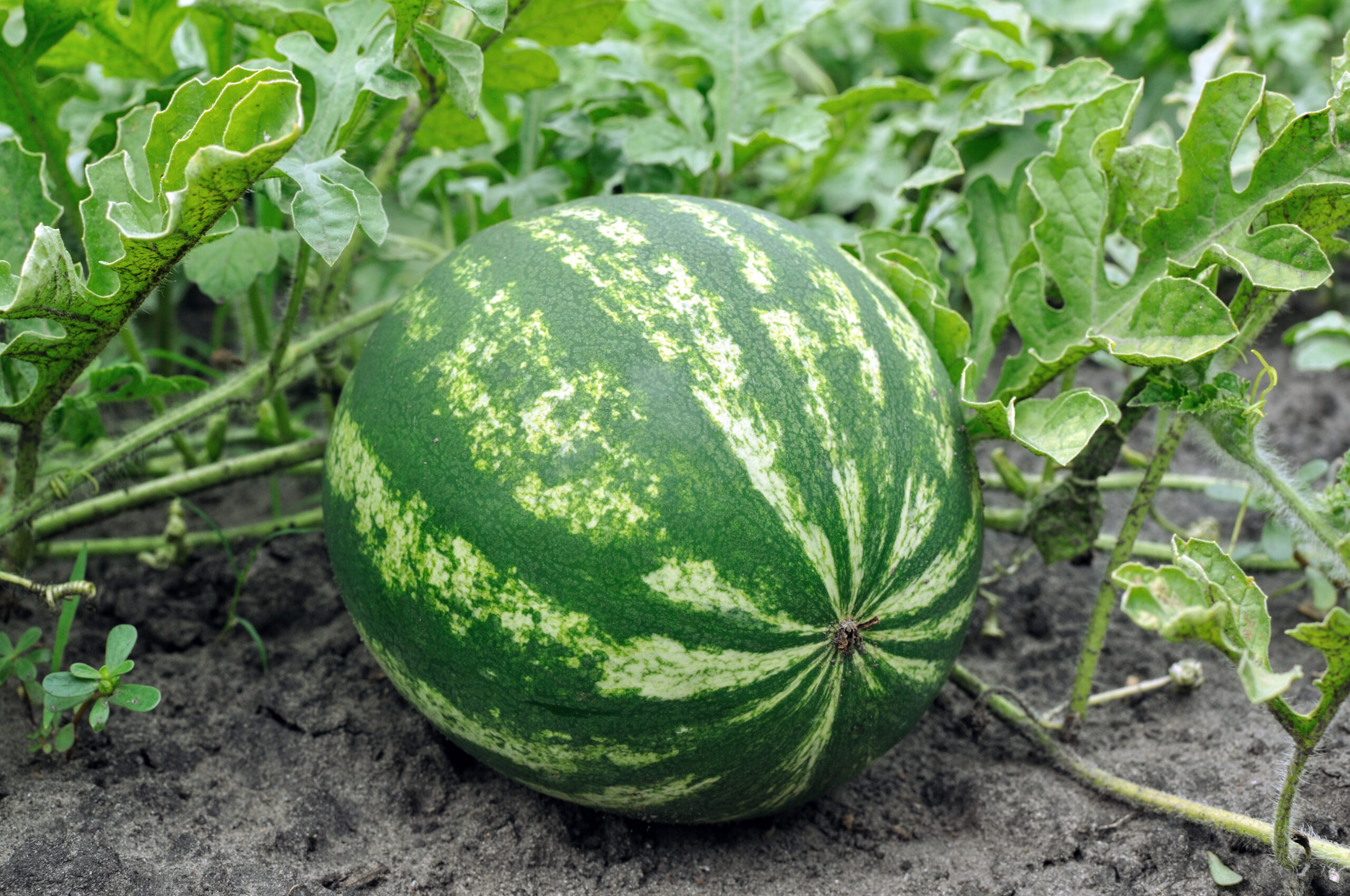 close-up of the ripening watermelon in the vegetable garden