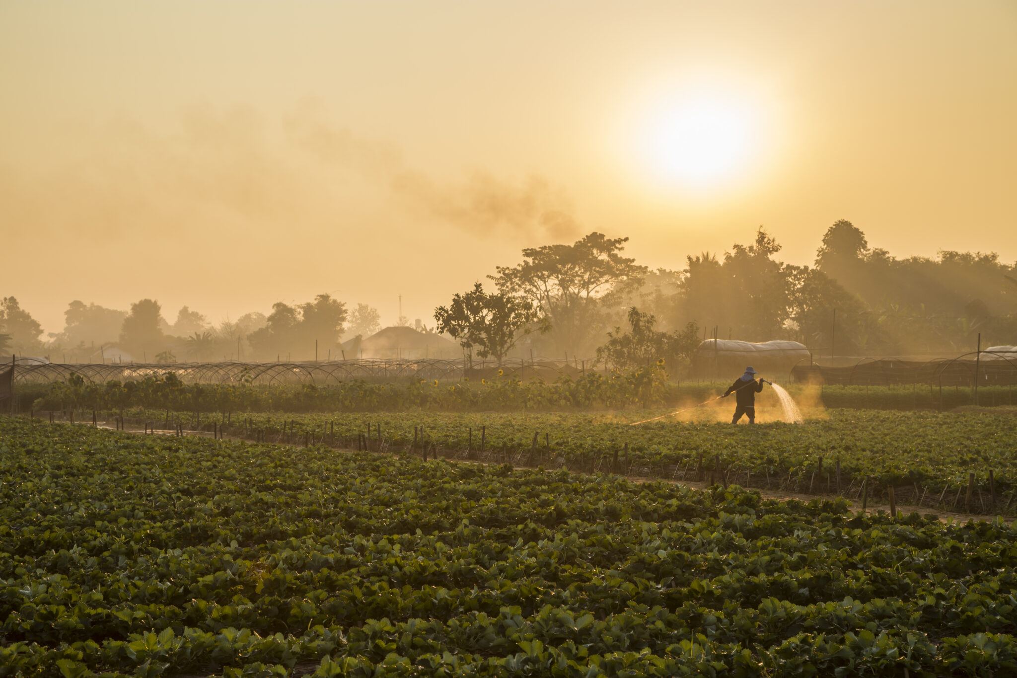 Produce Safety | South Carolina Department of Agriculture